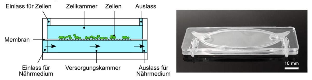 microfluidic bioreactor