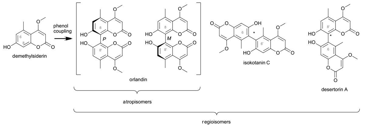 le couplage oxydatif enzymatique des groupes phénoliques